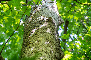 Fototapeta premium Eichhörnchen auf einem Baum