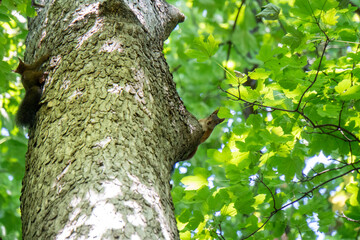 Eichh&ouml;rnchen auf einem Baum