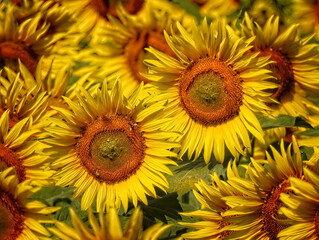 Fototapeta premium beautiful sunflower flowers blooming in summer