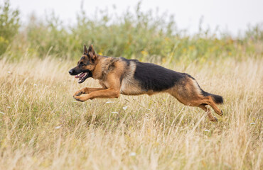 german shepherd running