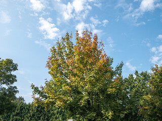 Obraz premium tree in autumn