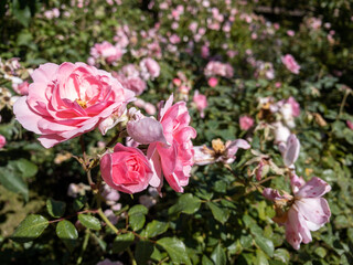 pink roses in garden