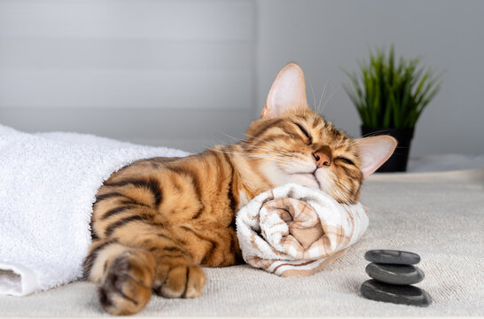 Cute pet relaxing at the spa. The cat lies on the towel with its eyes closed.