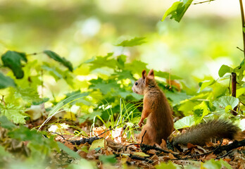 squirrel in the park