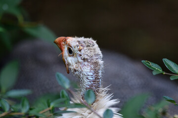 afrikanischer Hühnervogel