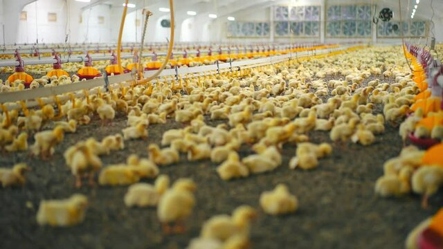 Modern poultry industry. Yellow chickens inside the farm with special equipment for feeding chicks. Lots of chickens in the hangar. Feeding and drink chickens.
