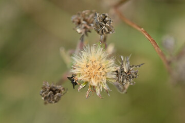 fleurs séchées