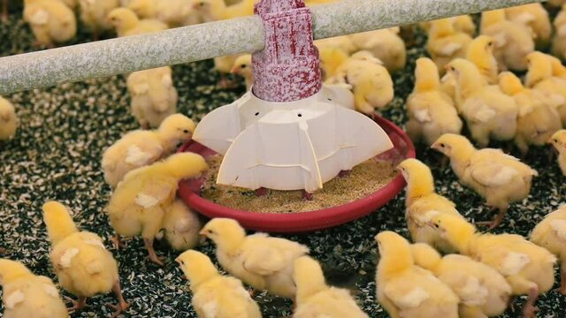 Beautiful new born chickens near the feeder. Yellow chicks eating fodder inside the modern poultry farm. Chicken and poultry industry.