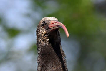 Waldrapp