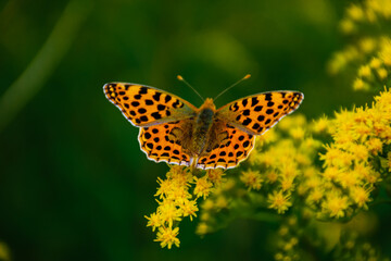 Macro butterfly on the flower