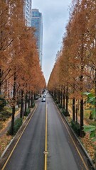 road in autumn