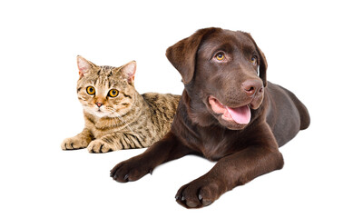 Cute Labrador dog and cat Scottish Straight lying together isolated on white background