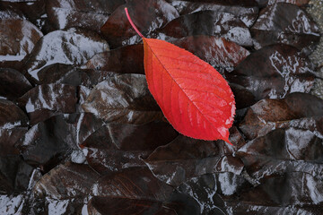 Lonely bright red leaf on background of fallen dark foliage. Concept of individuality and...