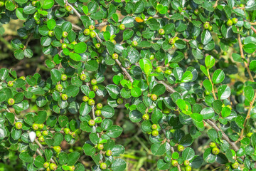 Green ornamental shrub with berries in the park