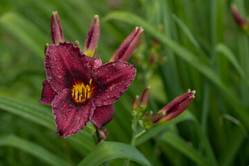 Fototapete bei efototapeten.de bestellen   