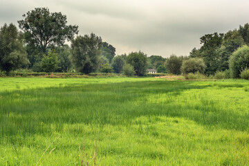 Lush grassland with different types of trees in the countryside under a cloudy sky.
