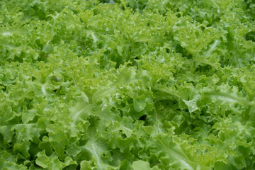 Green fresh lettuce in farm as for argiculture concept background.