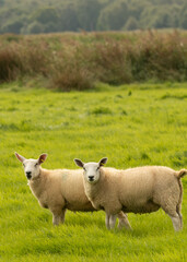 Fototapeta premium Sheep on Pasture