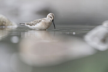 Fine art portrait of Curlew sandpiper at morning (Calidris ferruginea)