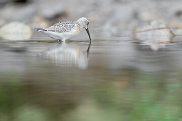 Curlew sandpiper at hunt in the pond (Calidris ferruginea)