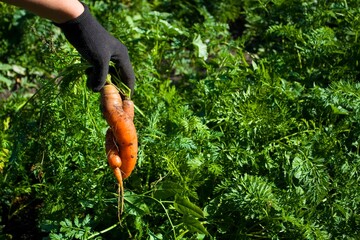 The farmer pulls out a juicy carrot in the garden. Organic farm products