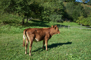 Brown bulls graze on the grass