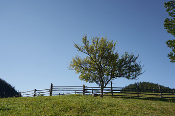 Beautiful tree near a wooden fence on a hill with green grass. Nature at countryside