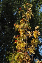 Gałąź z czerwoną kaliną na tle nieba i lasu © vofchok