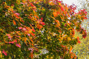 A large maple tree with colorful autumn foliage on the crown. 