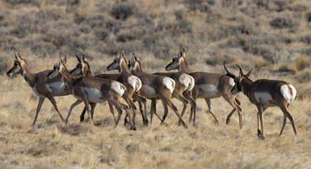 pronghorn, antelope, herd