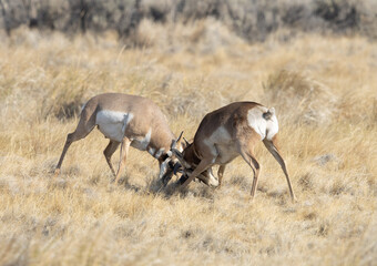 pronghorn battle, pronghorns, antelope