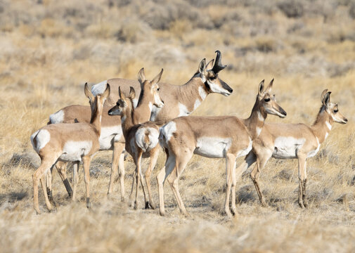 Pronghorn, Antelope, Herd