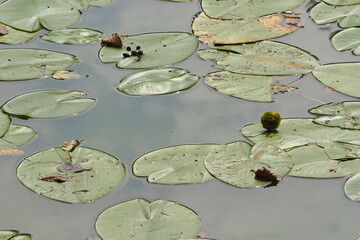 Lilie wodne nad jeziorem