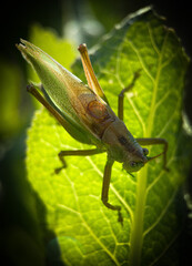 grasshopper on a leaf