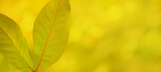 Walnut leaves close-up on sunny autumn background with copy space.