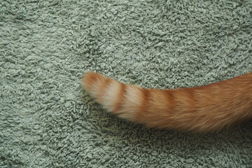 Obraz premium Ogoń kota na bladozielonym dywanie
