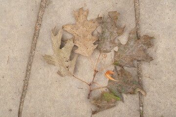 Suche liści na betonie