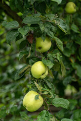 Fresh green apples on the branches