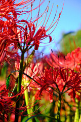 彼岸花と秋の風景	