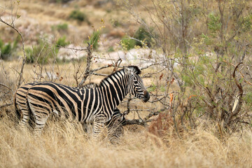 Fototapeta na wymiar Zebra in Kruger National Park