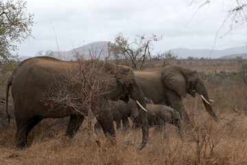 Fototapeta premium Elephant in Kruger National Park