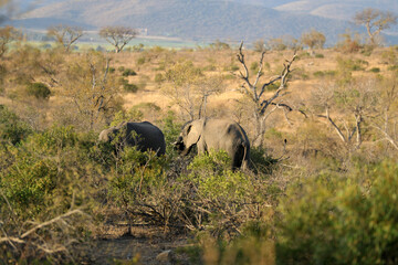 Fototapeta premium Elephant in Kruger National Park