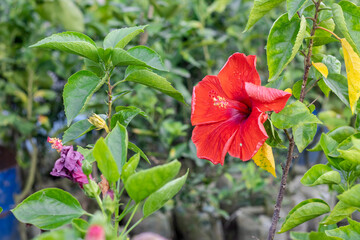 Fully bloomed red hibiscus rosa sinensis or chinese rose flower bloomed on a branch in the garden