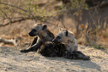 Hyena in Kruger National Park