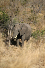 Obraz premium Elephant in Kruger National Park
