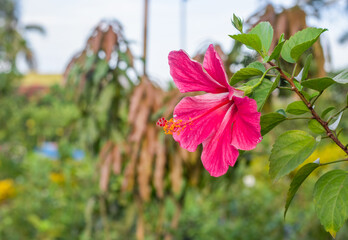 Joba or pink hibiscus rosa flower bloomed in the home garden