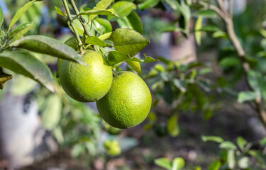 Organic green orange growing in the home garden close up