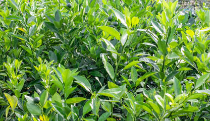 A bunch of grafted young orange trees growing in the nursery close up shot