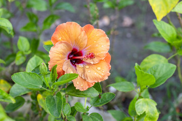 A multicolor hibiscus rosa sinensis or chinese rose flower bloomed on a branch in the garden