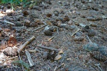 Close up of pine cones in the forest floor